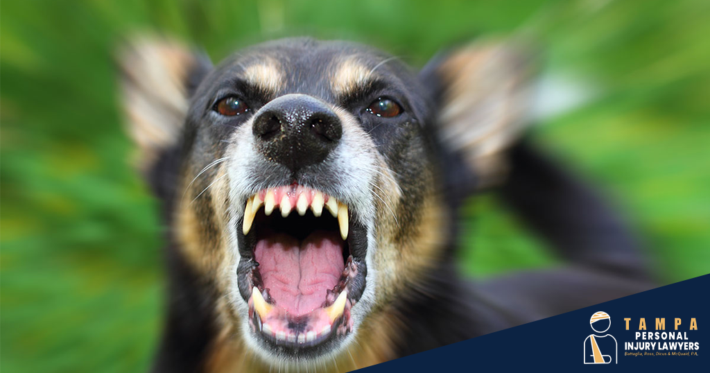 Greater Northdale Dog Bite & Animal Attack Attorney